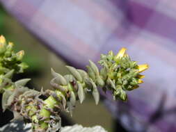 Image of San Gabriel River dudleya