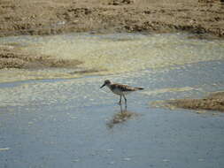 Plancia ëd Calidris minuta (Leisler 1812)