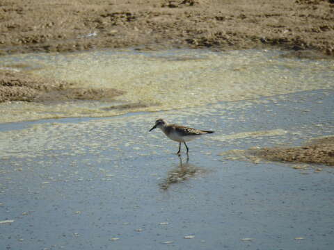 Plancia ëd Calidris minuta (Leisler 1812)