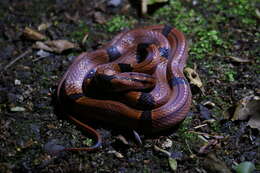 Plancia ëd Oreocryptophis porphyraceus kawakamii (Oshima 1911)