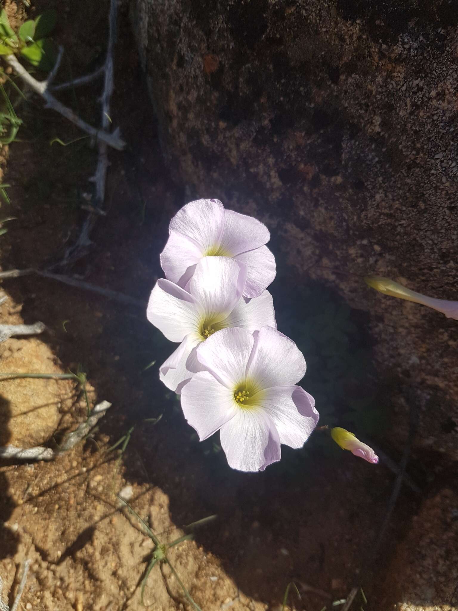 Sivun Oxalis comosa E. Mey. ex Harv. & Sond. kuva