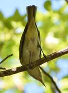 Image of Black-whiskered Vireo