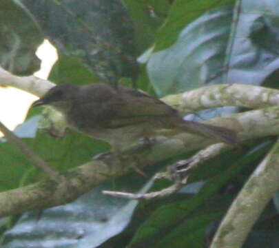 Image of Olive-winged Bulbul