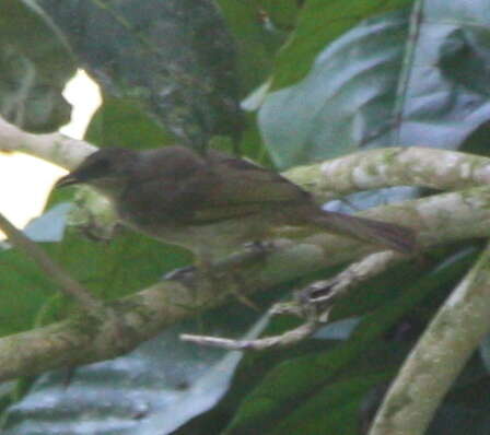 Image of Olive-winged Bulbul