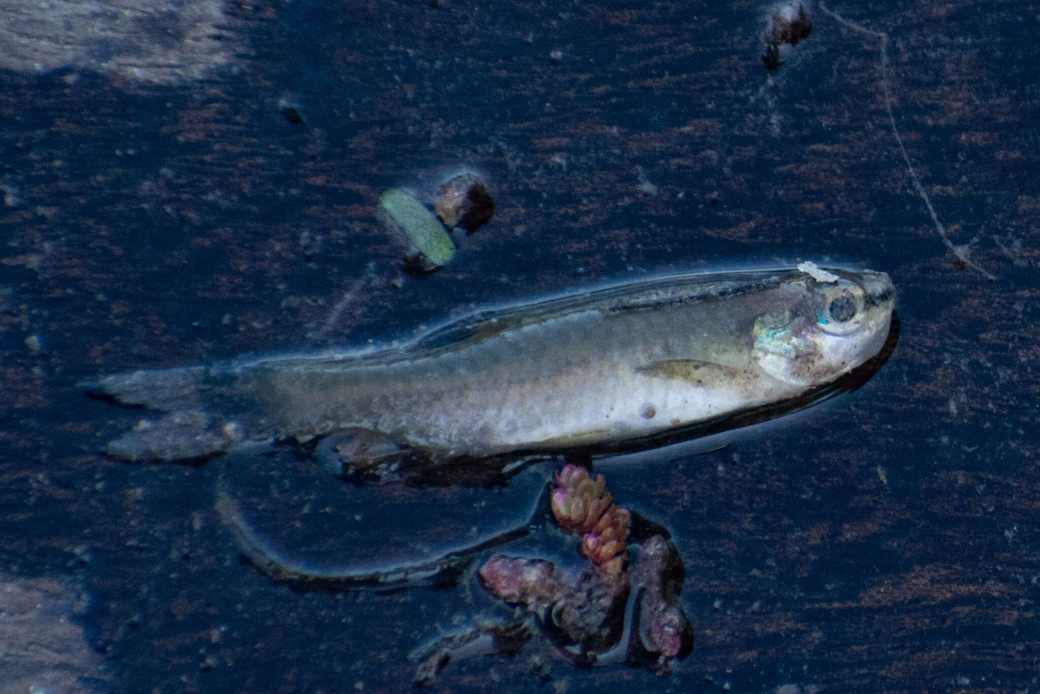 Image de Pyrrhulina australis Eigenmann & Kennedy 1903