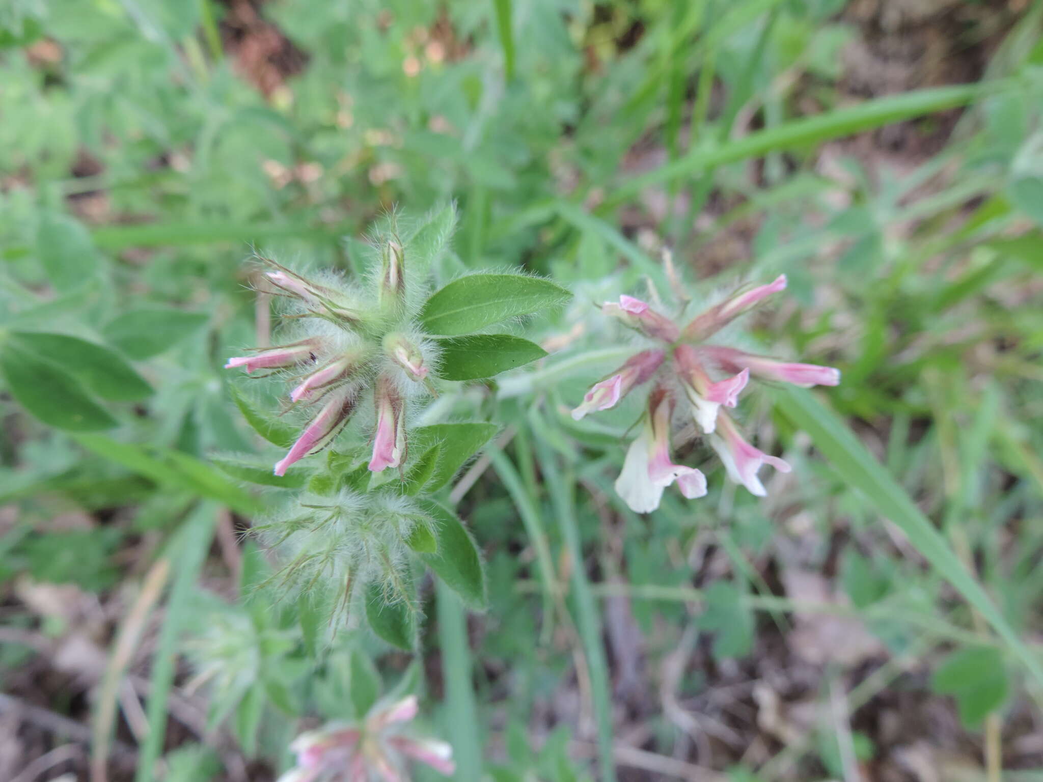 Слика од Dorycnium hirsutum (L.) Ser.