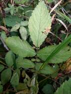 Image of soft agrimony