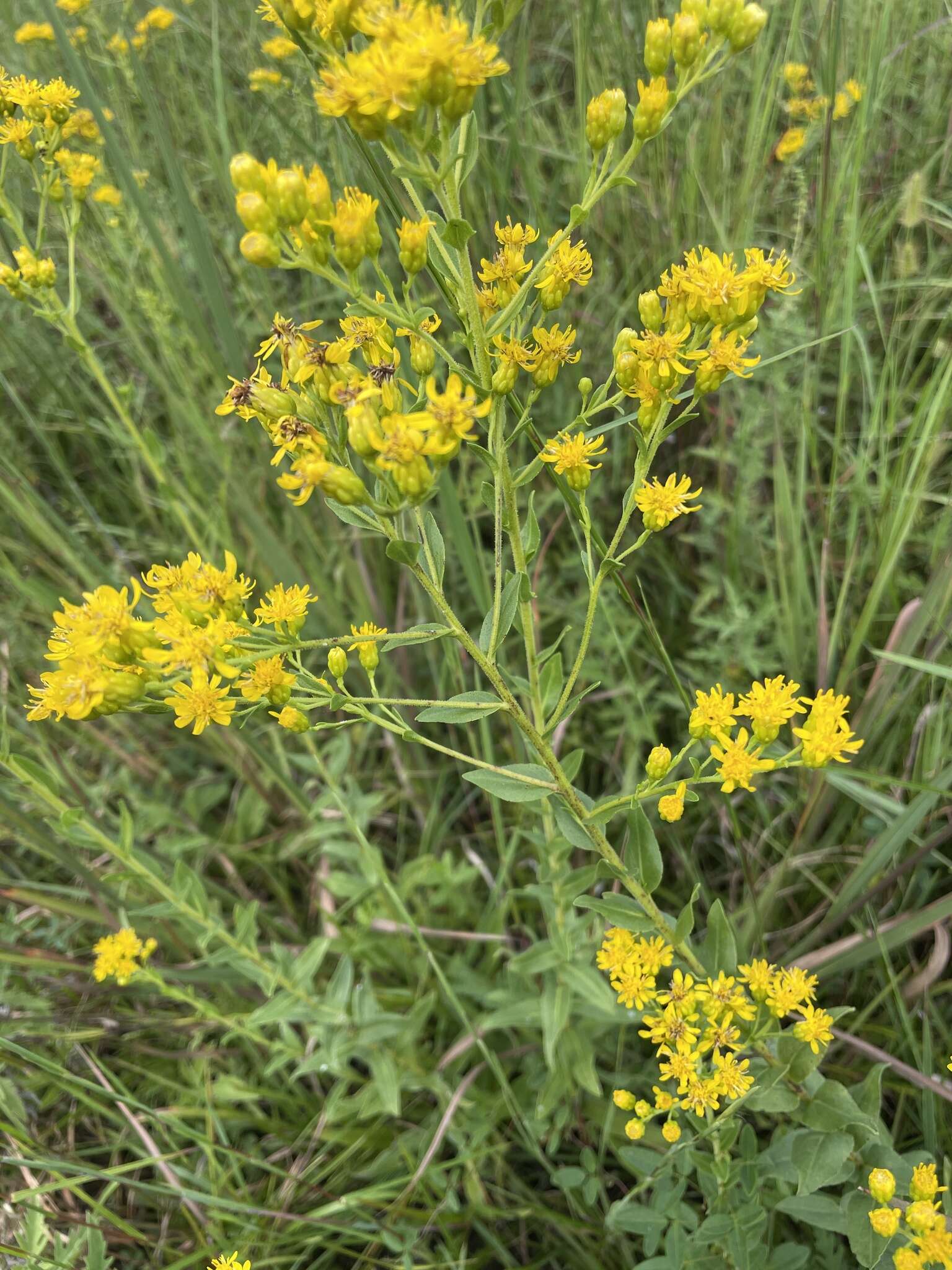 Слика од Solidago rigida subsp. glabrata (Braun) S. B. Heard & J. C. Semple