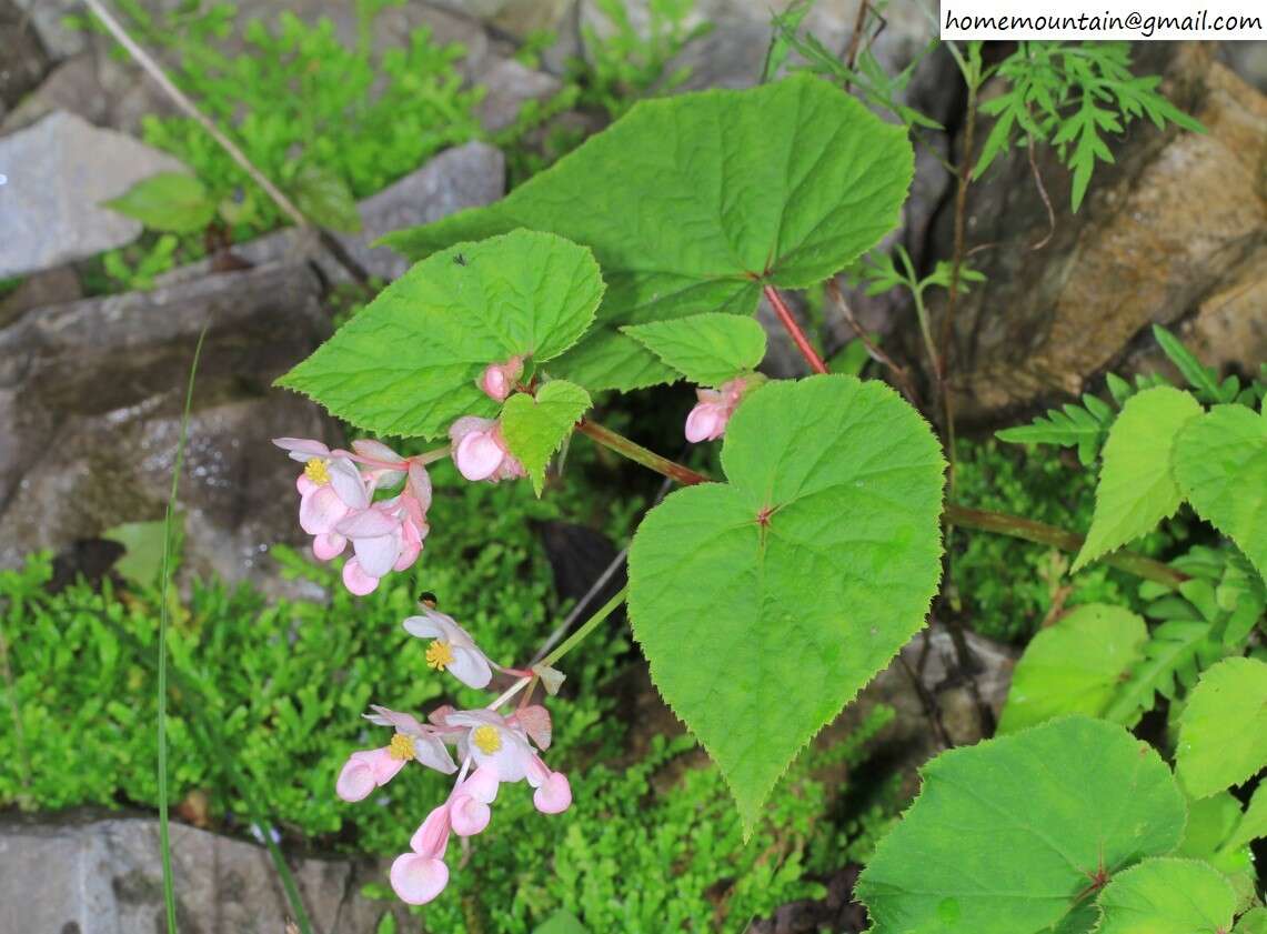 Слика од Begonia grandis subsp. sinensis (A. DC.) Irmsch.