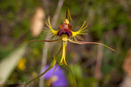 Image of Butterfly orchid