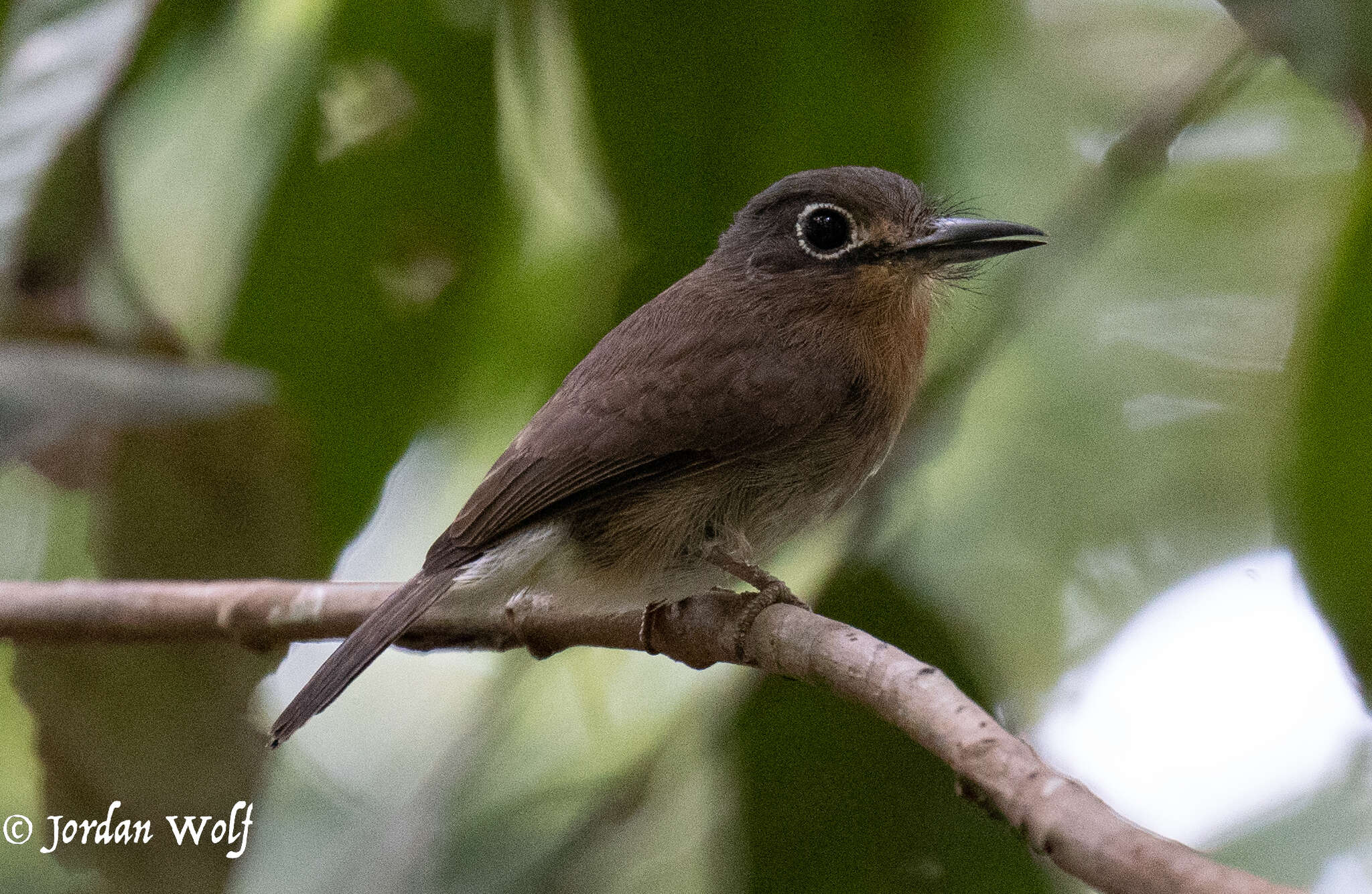 Imagem de Nonnula rubecula (Spix 1824)