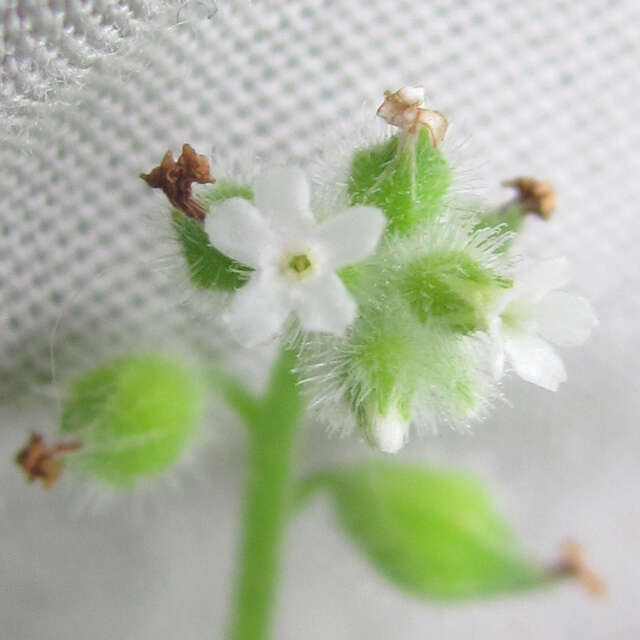 Imagem de Myosotis macrosperma Engelm.