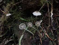 Imagem de Entoloma rhodocylix (Lasch) M. M. Moser 1978