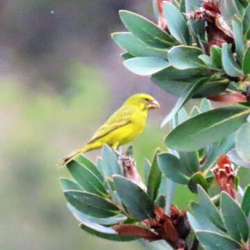 Image of Brimstone Canary