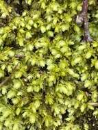 Image of aulacomnium moss