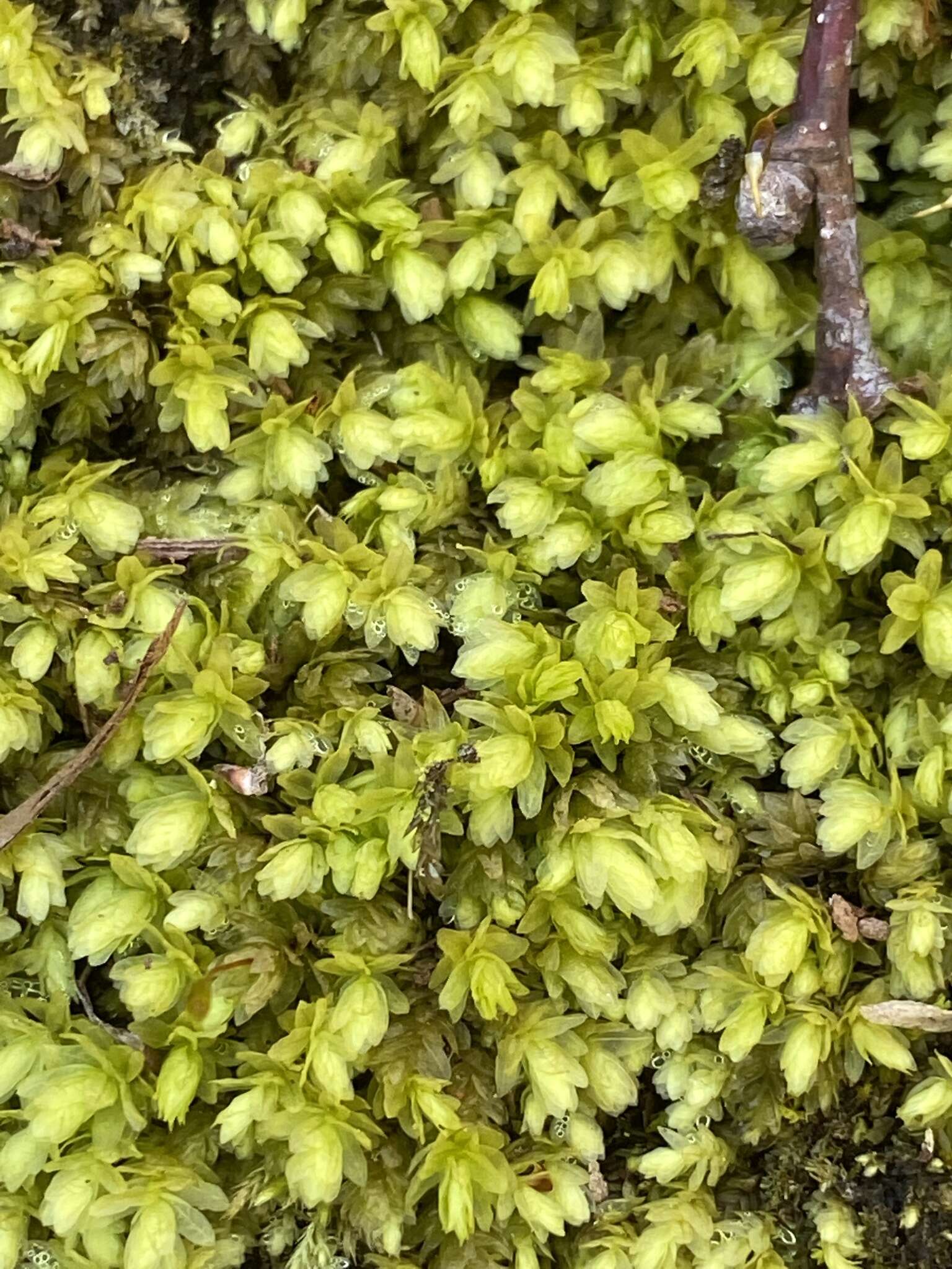 Image of aulacomnium moss