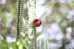 Plancia ëd Pilosocereus polygonus (Lam.) Byles & G. D. Rowley