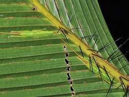 Sivun Odontolakis sexpunctata (Serville 1838) kuva