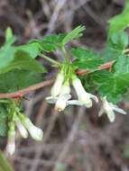 Image of inland gooseberry