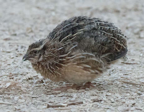 Image of Janpanese Quail