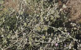 Image of slender bushmallow