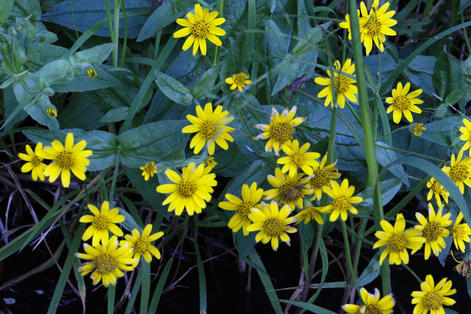 Слика од Arnica latifolia Bongard