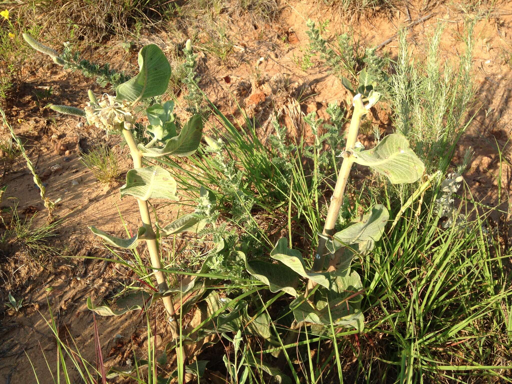 Imagem de Asclepias arenaria Torr.