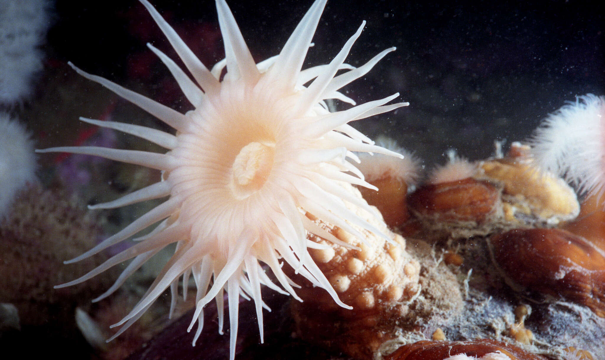 Image of knobby anemone