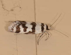 Image of Philobota impletella Walker 1869