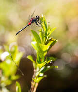 Image of Crimson-ringed Whiteface