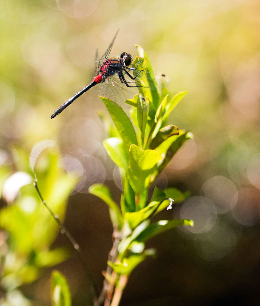 Image of Crimson-ringed Whiteface