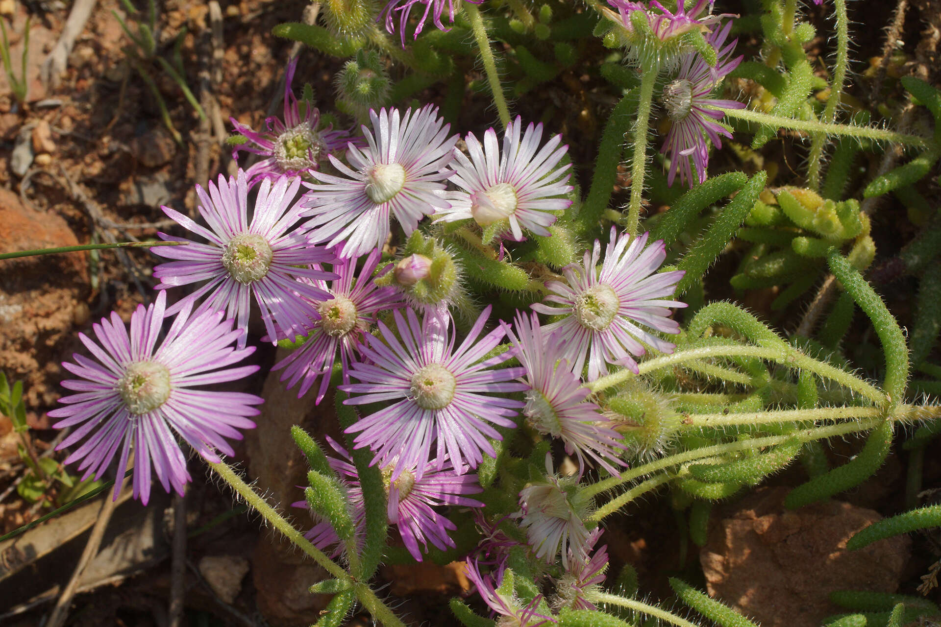 Imagem de Drosanthemum hispifolium (Haw.) Schwant.