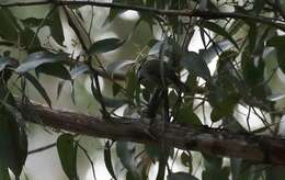 Image of Strong-billed Honeyeater