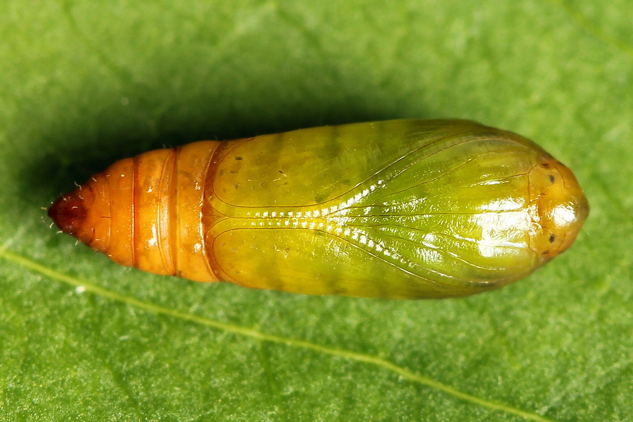 Image of Agonopterix heracliana Linnaeus 1758