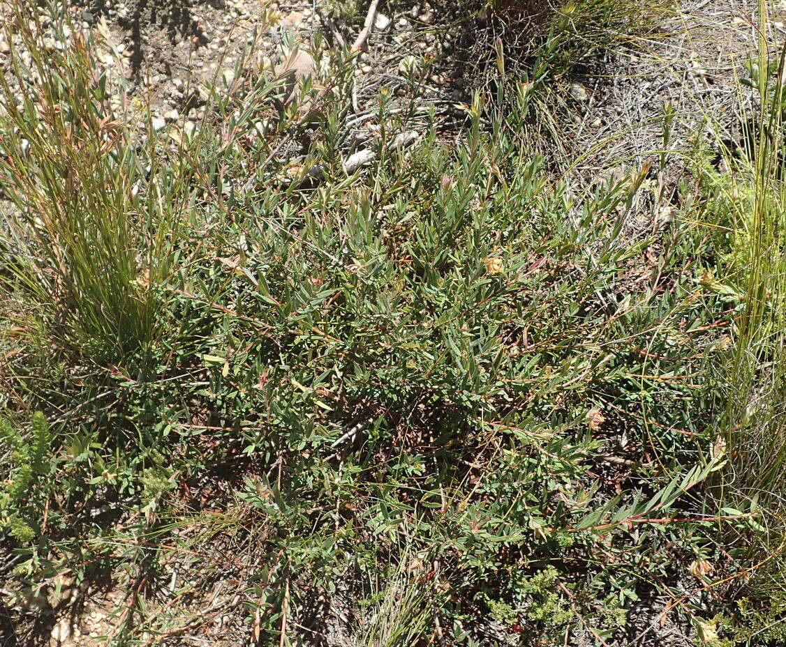 Image of Penaea acutifolia A. Juss.