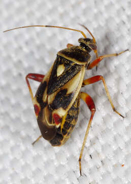 Image of Polymerus unifasciatus (Fabricius 1794)