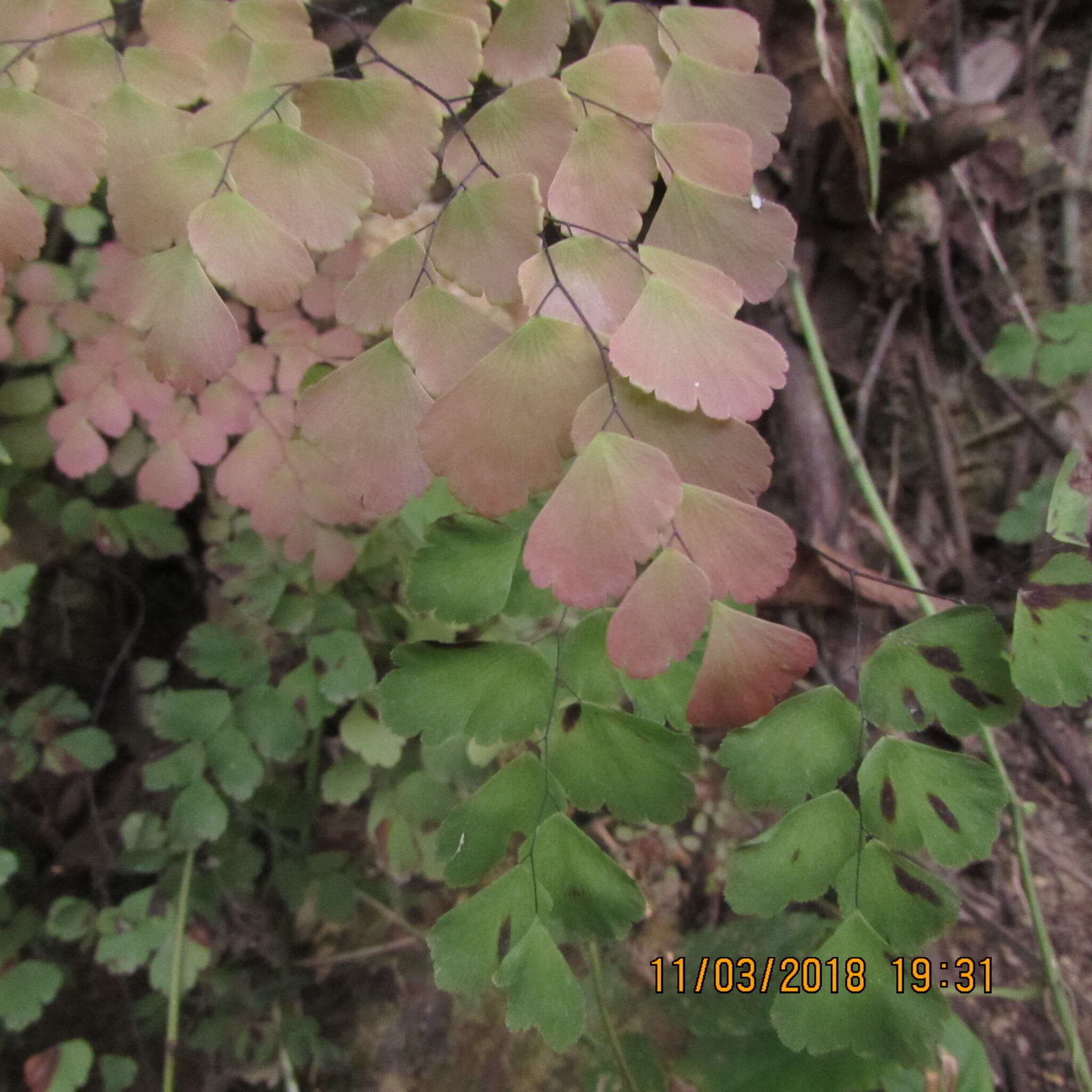 Image of fan maidenhair