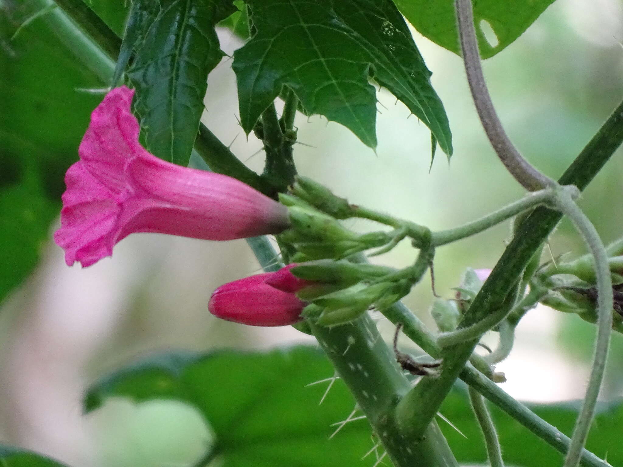 Image of <i>Ipomoea peteri</i>