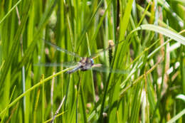 Image of Mountain Emerald