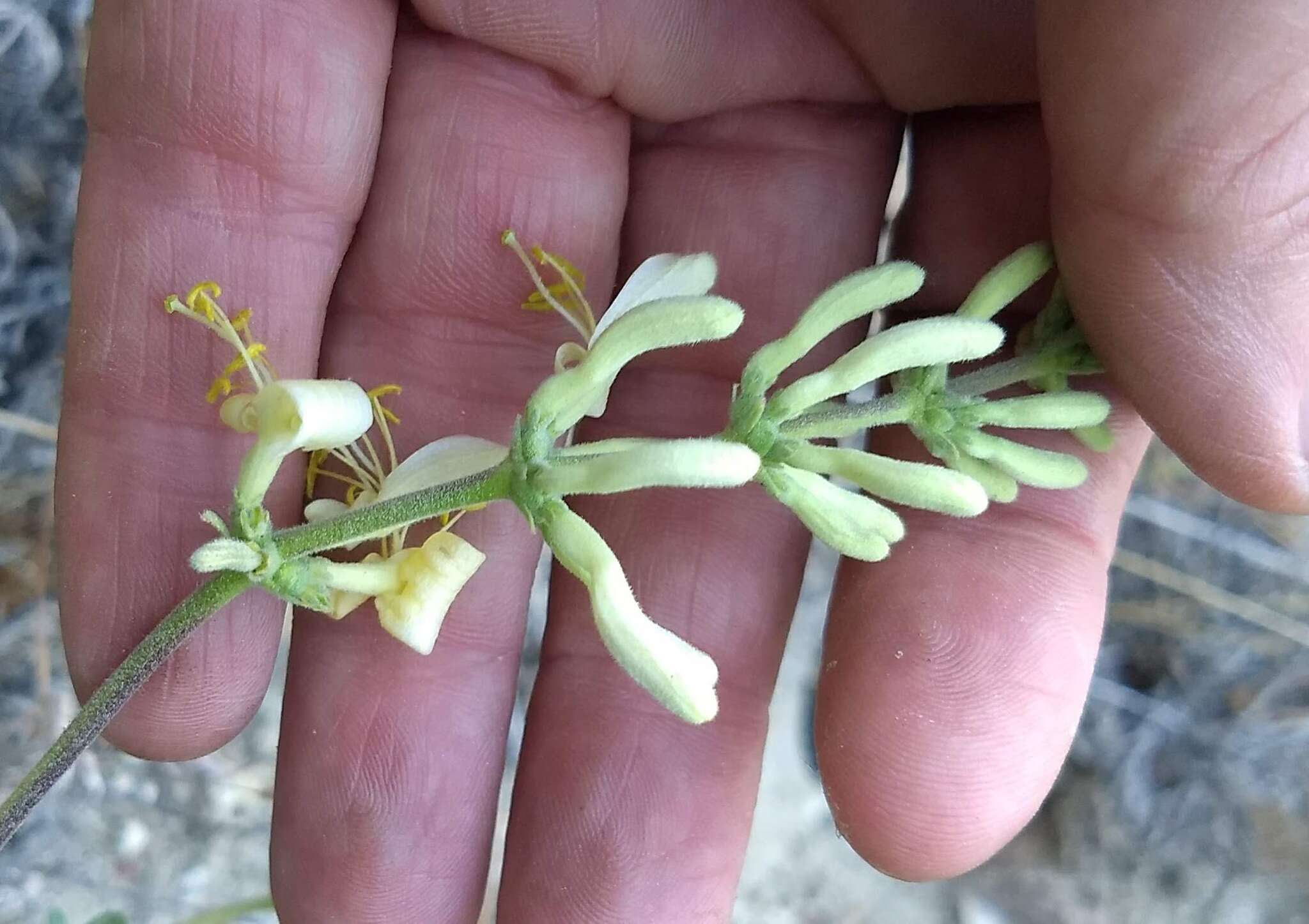 Image of southern honeysuckle