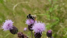 Image of Bombus rupestris (Fabricius 1793)