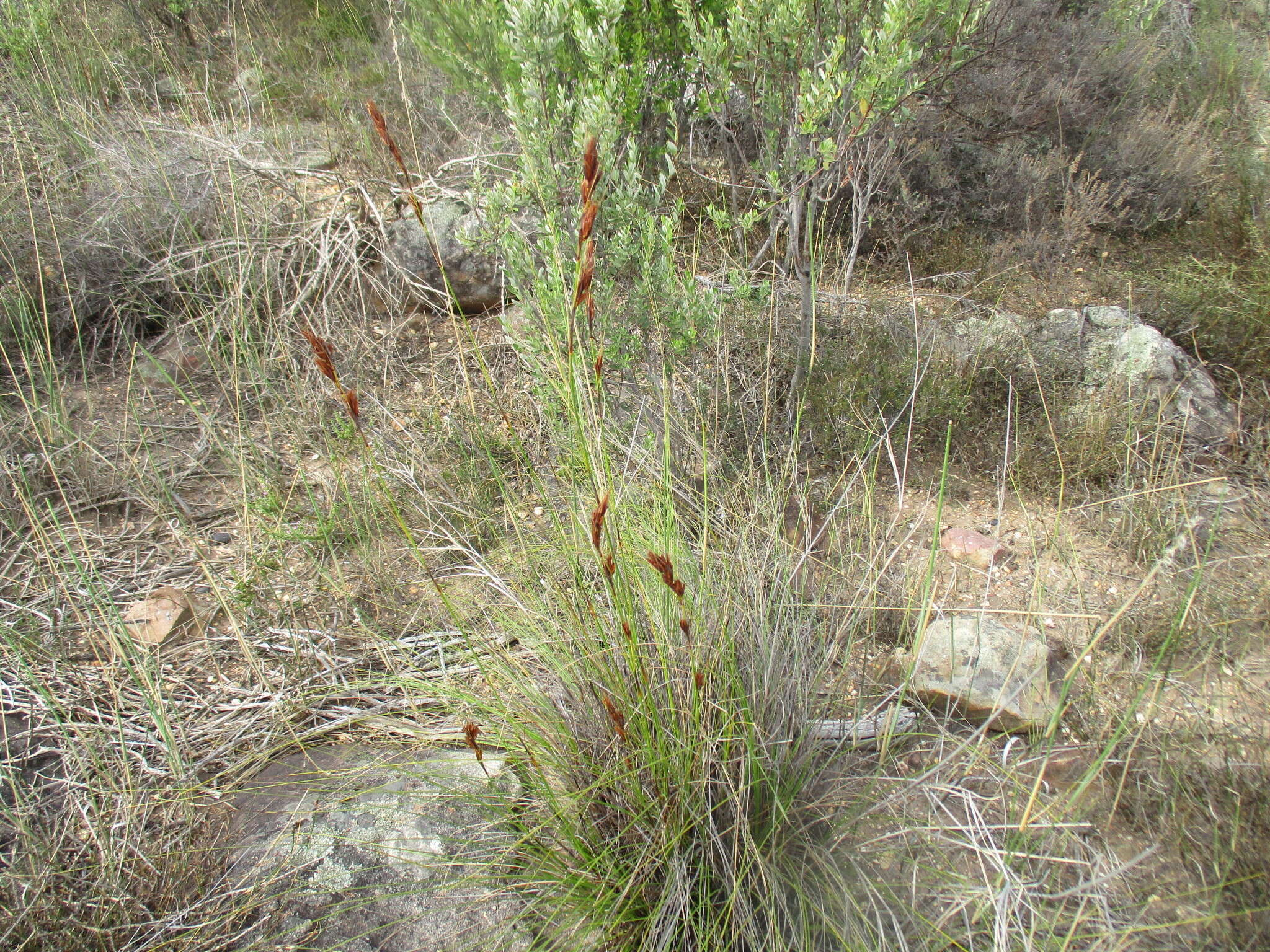 Image of Tetraria ustulata (L.) C. B. Clarke