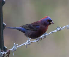 Слика од Passerina versicolor (Bonaparte 1838)