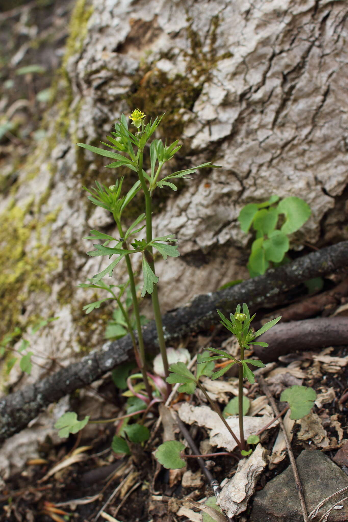 Imagem de Ranunculus allegheniensis Britton.