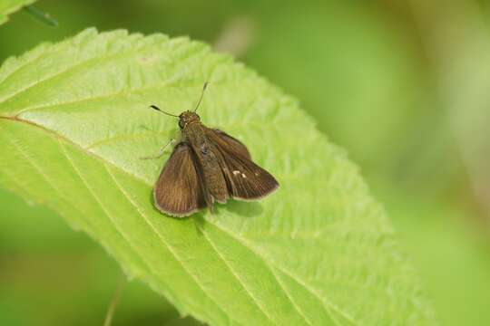 Imagem de Euphyes vestris Boisduval 1852