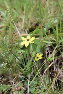 Image of Sisyrinchium conzattii Calderón & Rzed.