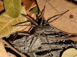 صورة Pardosa pseudoannulata (Bösenberg & Strand 1906)