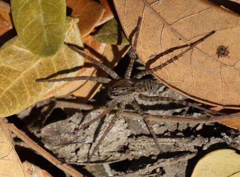 Image of Pardosa pseudoannulata (Bösenberg & Strand 1906)