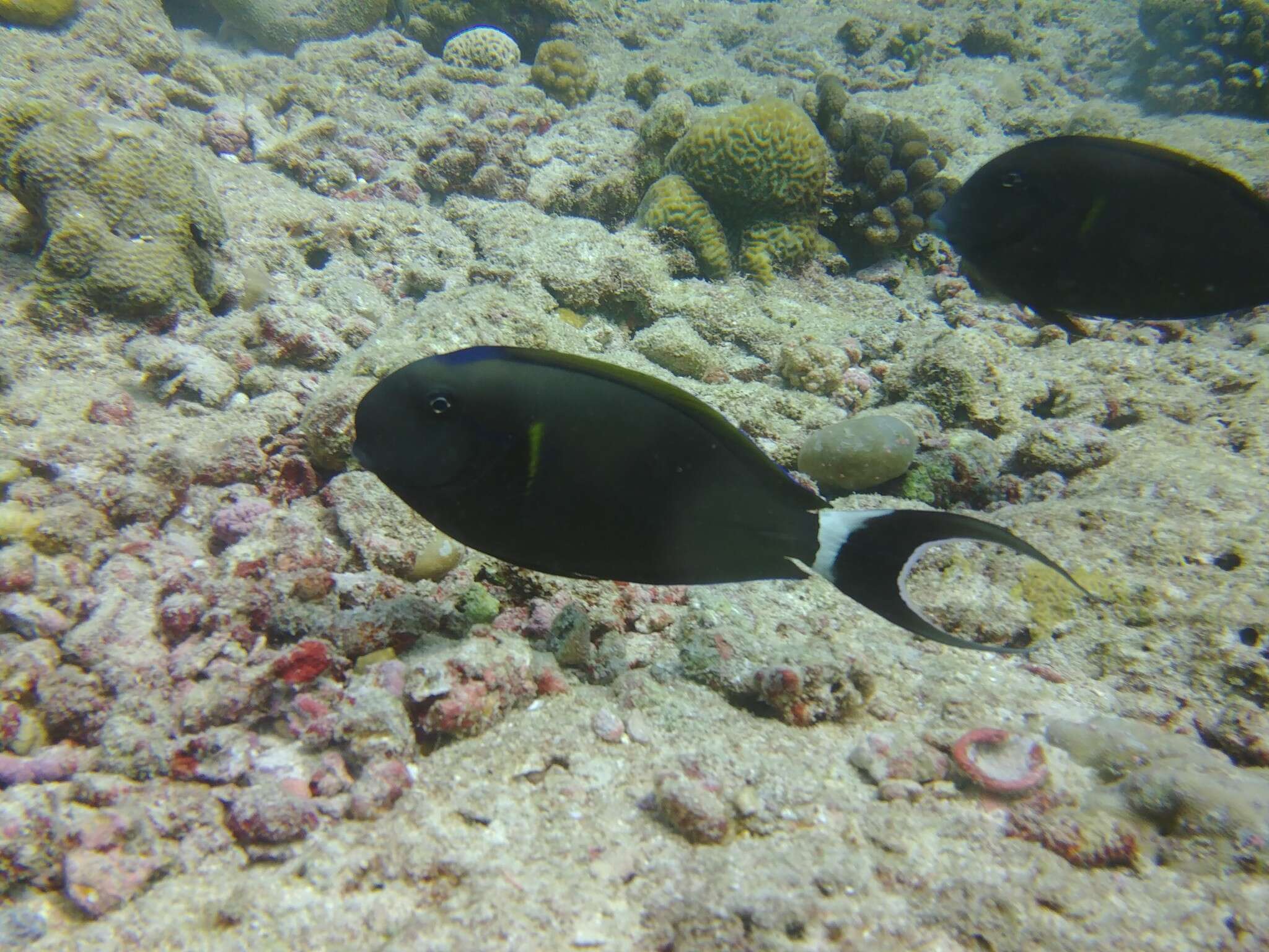 Image of Black-barred Surgeonfish