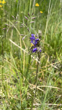 Image of western polemonium